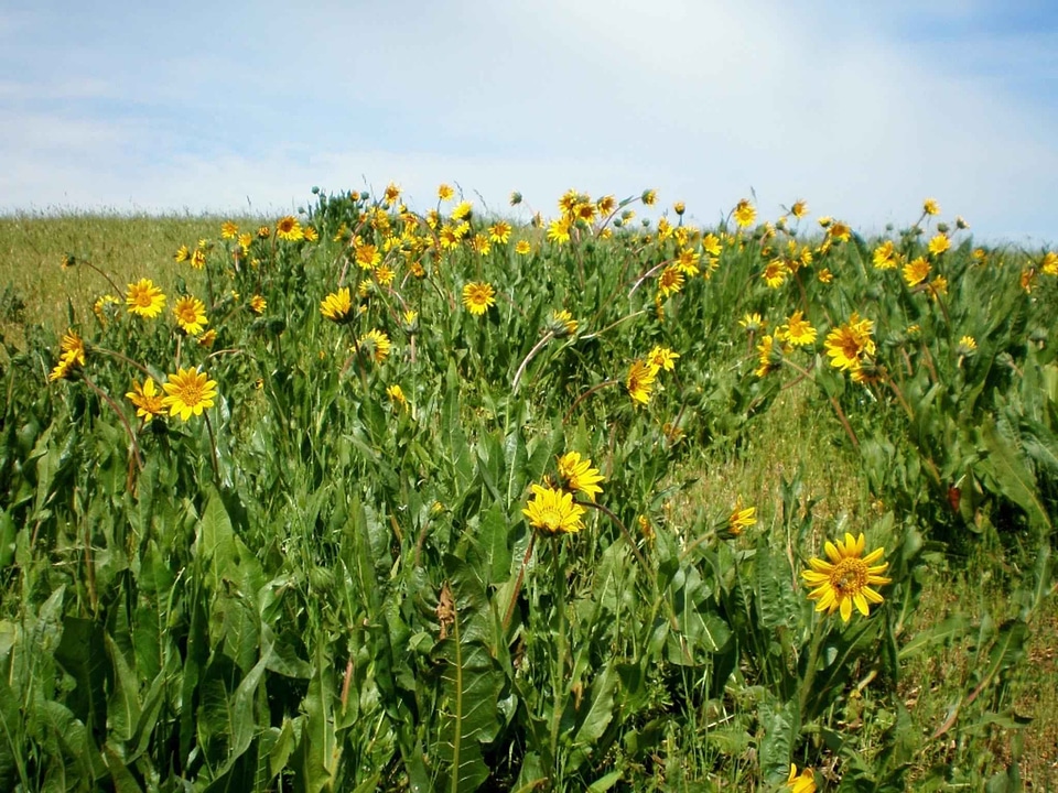 Flowers mule plant