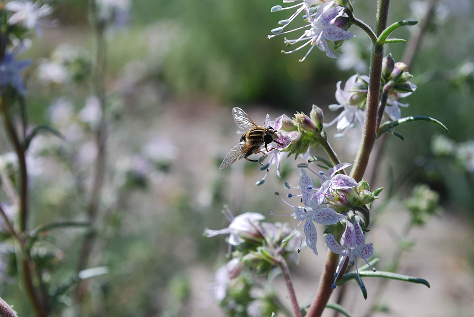 Bee blossom bug photo