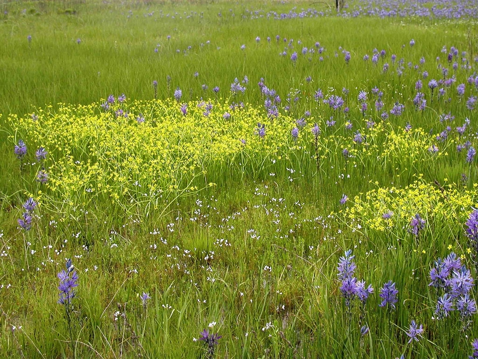 Bearing Camassia scilloideae flowers