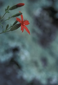 Blossom fire fire pink