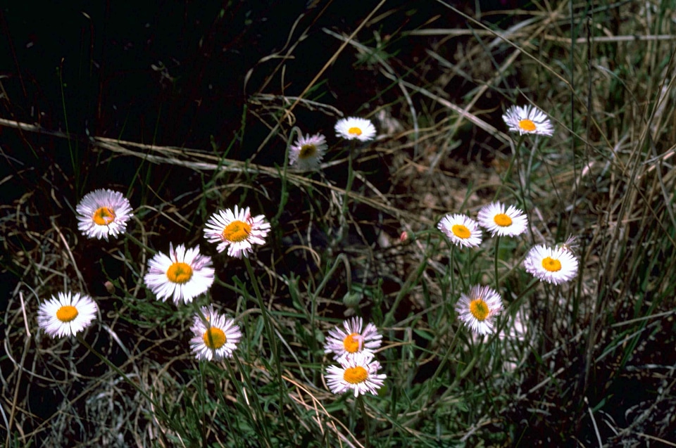 Aster Astereae blossoming Erigeron astereae