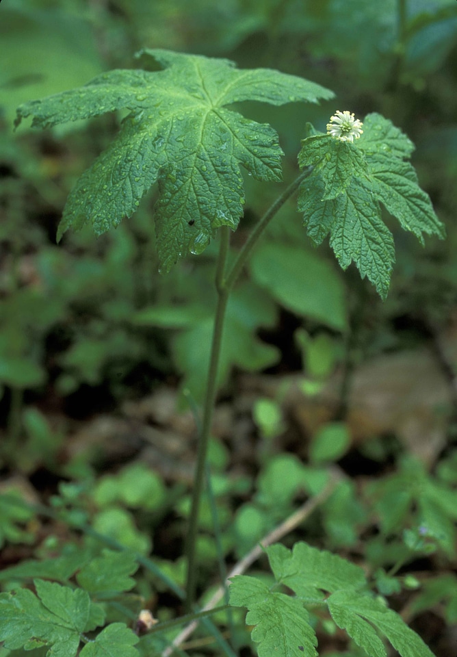 Blossom Hydrastis canadensis plant