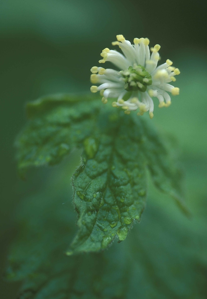 Blossom Hydrastis canadensis plant