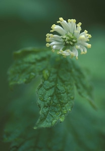 Blossom Hydrastis canadensis plant