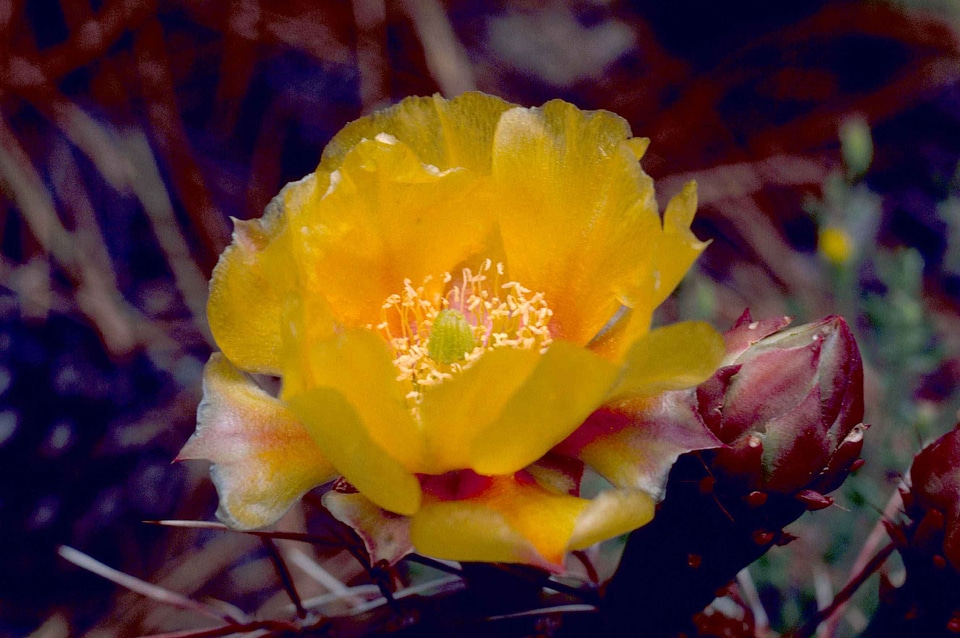 Blossoming cactus plant