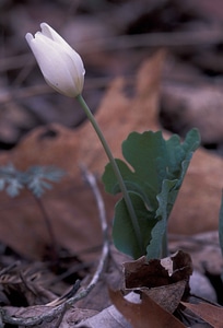 Blossom close Sanguinaria papaveraceae