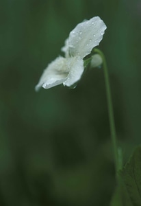 Blossoming close close-up