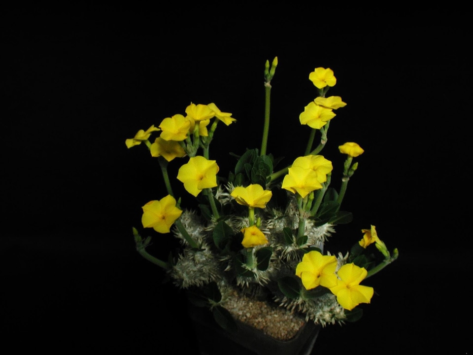 Blossoming cactus yellow