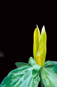 Blossoming greenish yellow leaves