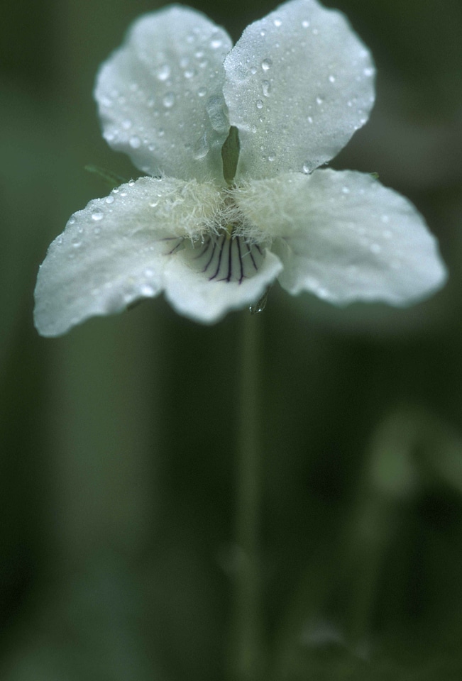 Blossoming close close-up