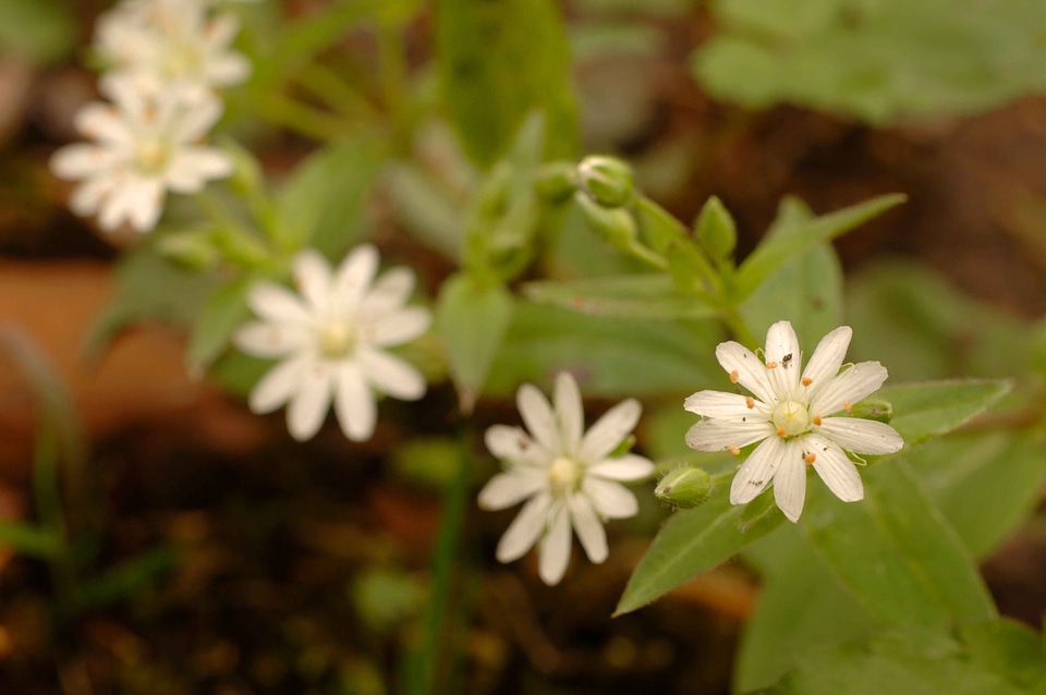 Blossom blossoming chickweed
