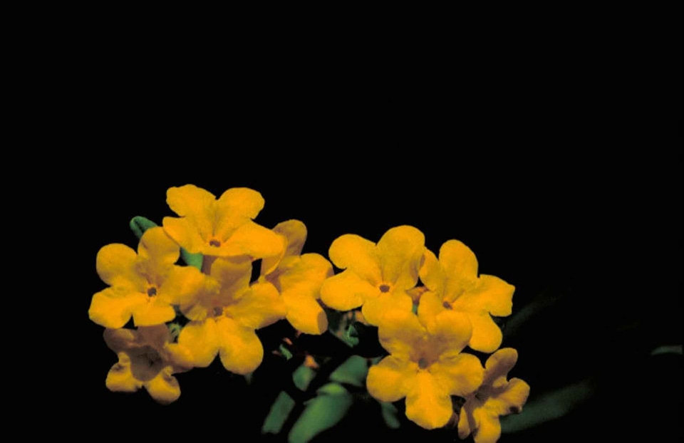 Batschia Linearifolia blossoming plant