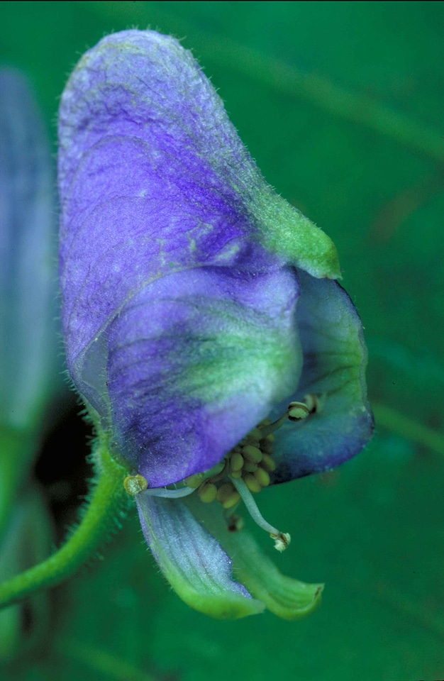 Flora hood plant