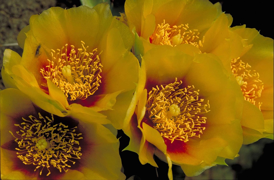 Bloom bulb cactus