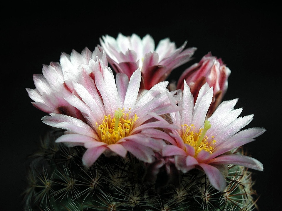 Beautiful Photo bloom cactus