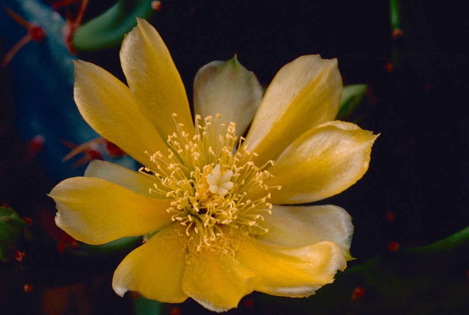 Blossom bulb cactus