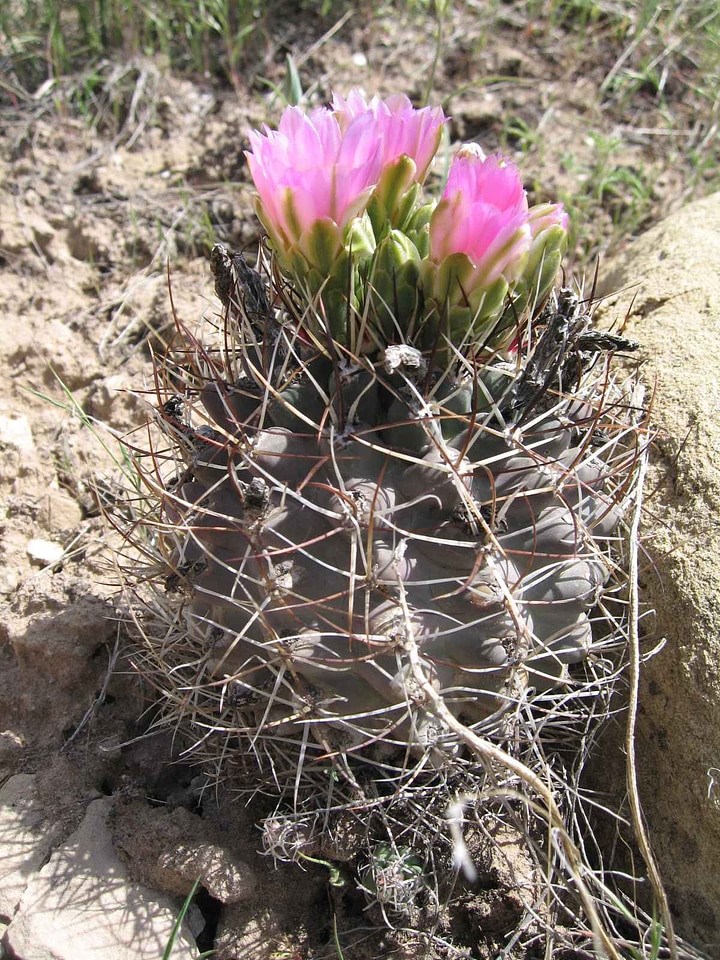 Cactus crops 