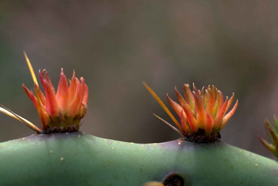 Cactus flowers image