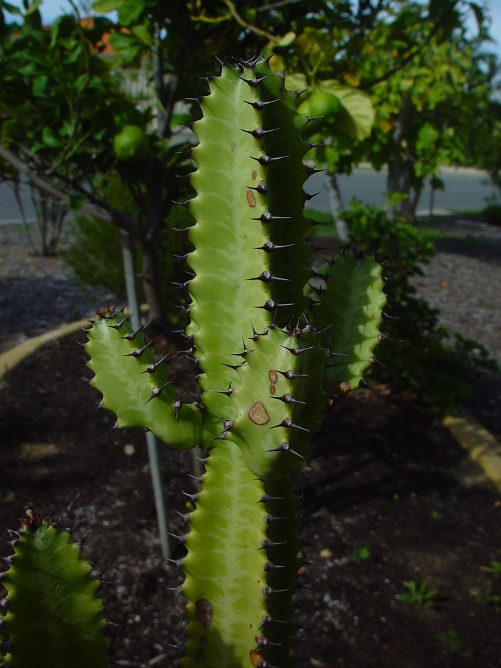 Cactus  