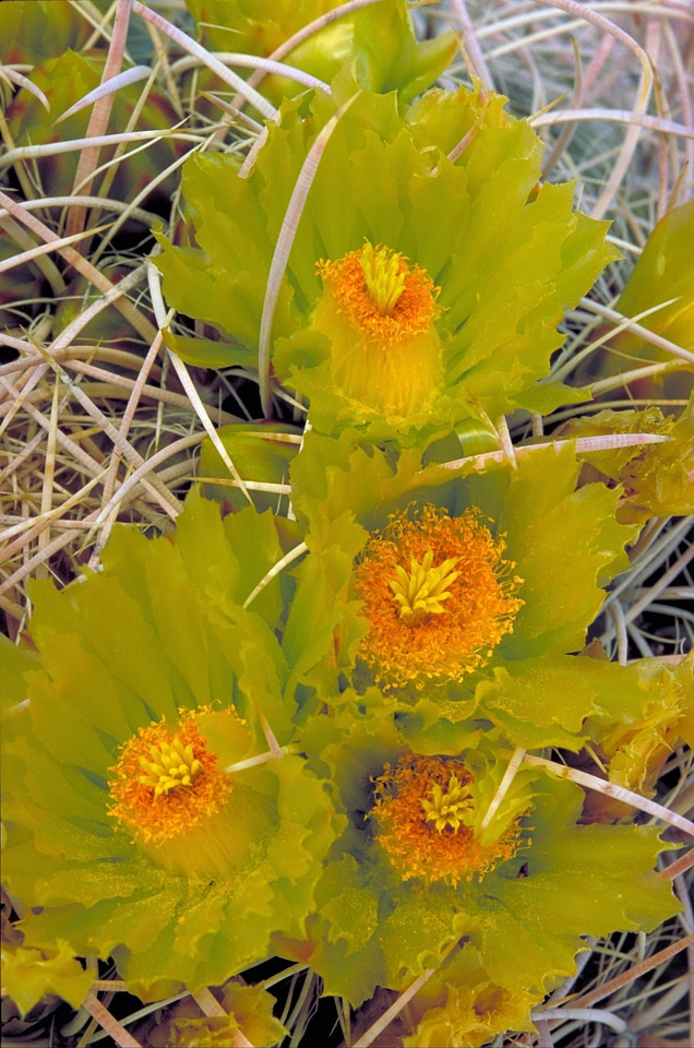 Cactus close close-up