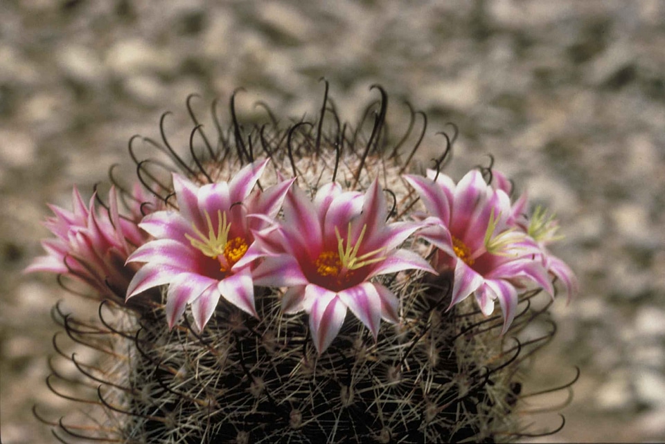 Cactus Ferocactus wislizeni petals