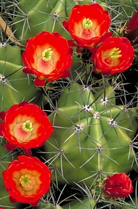 Cactus claret Echinocereus triglochidiatus photo