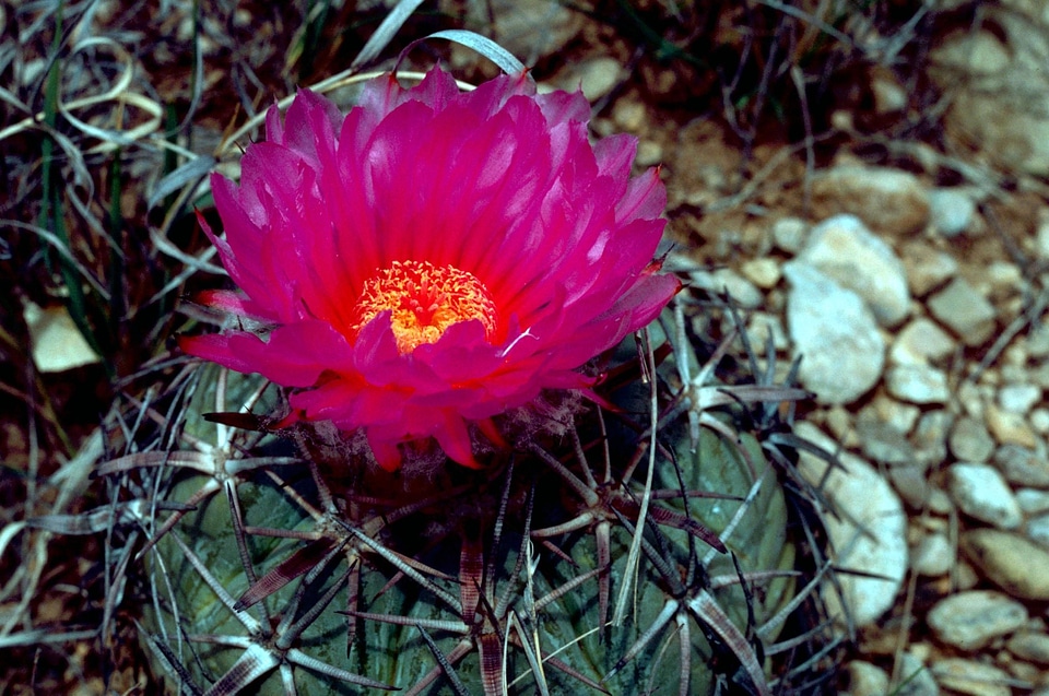 Blossom blossoming cactus