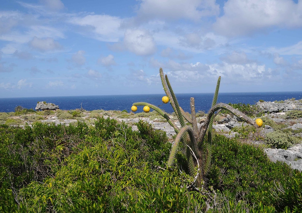Cactus  