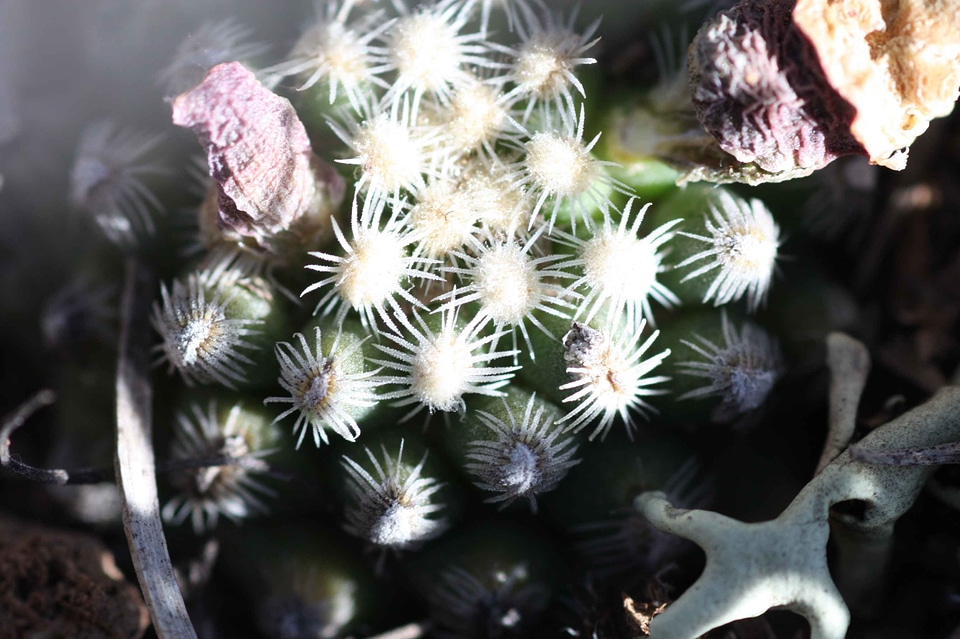 Blossom cactus plant