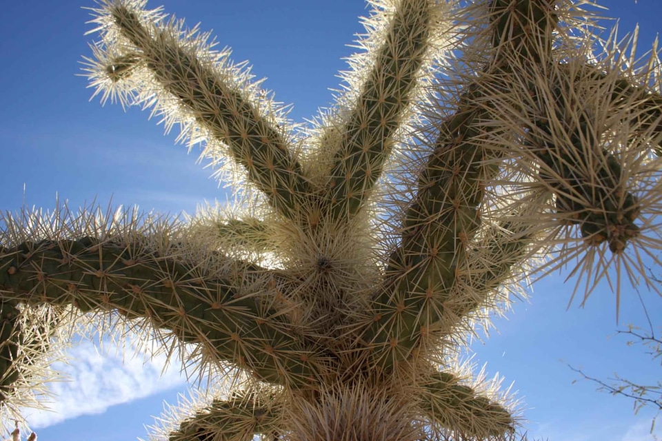 Cactus close close-up