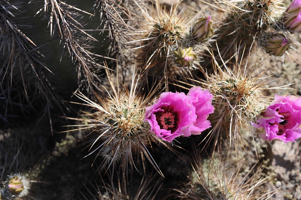 Barrel blossoming cactus
