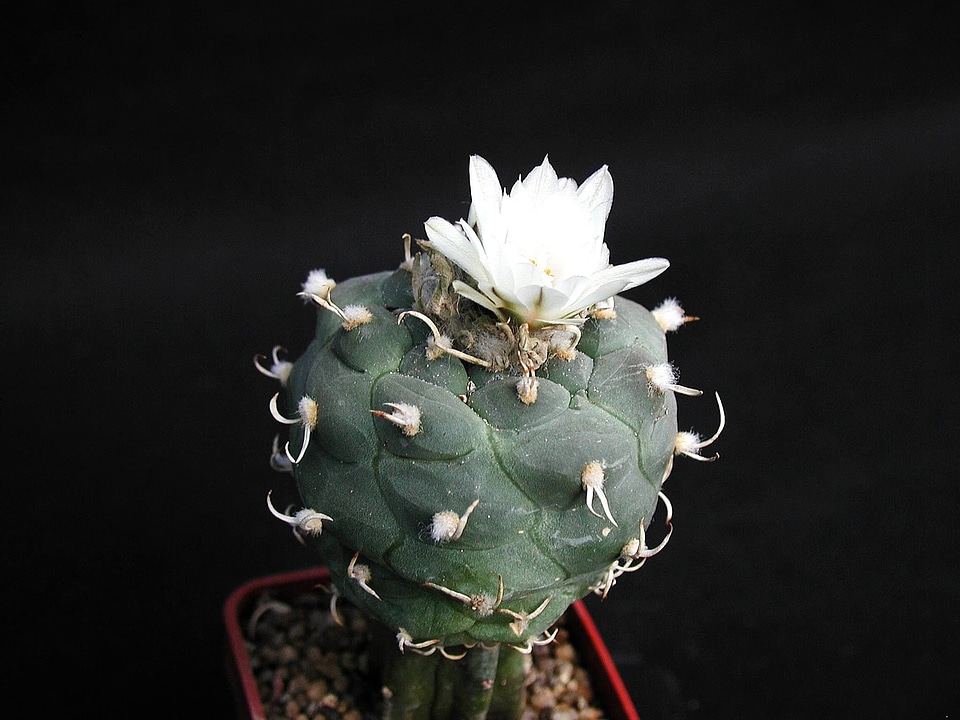 Beginning blossoming cactus