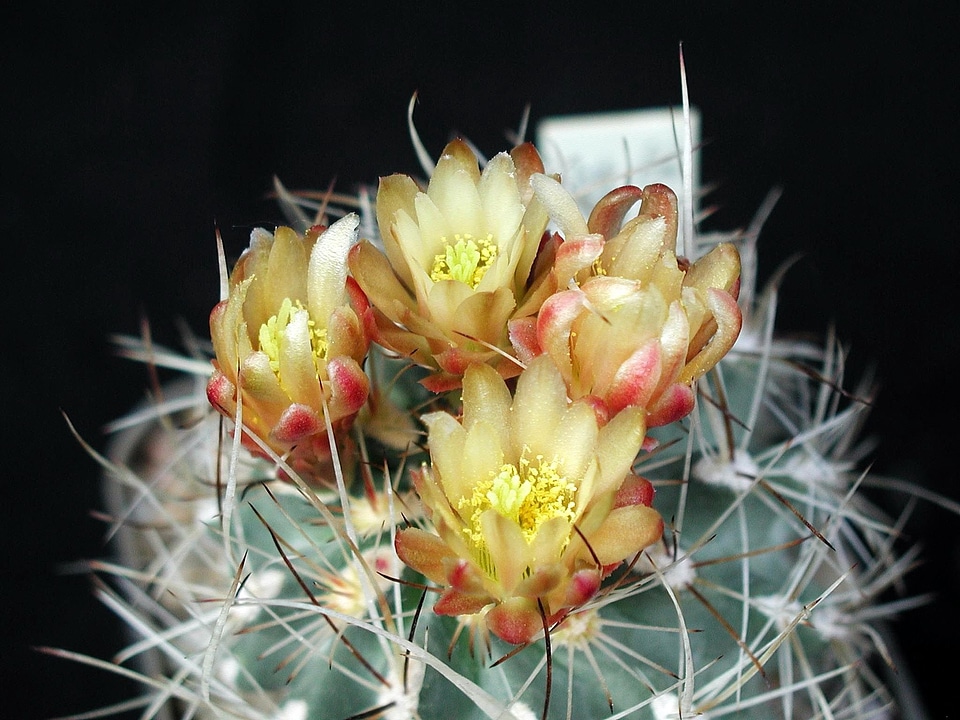 Blossom cactus spine