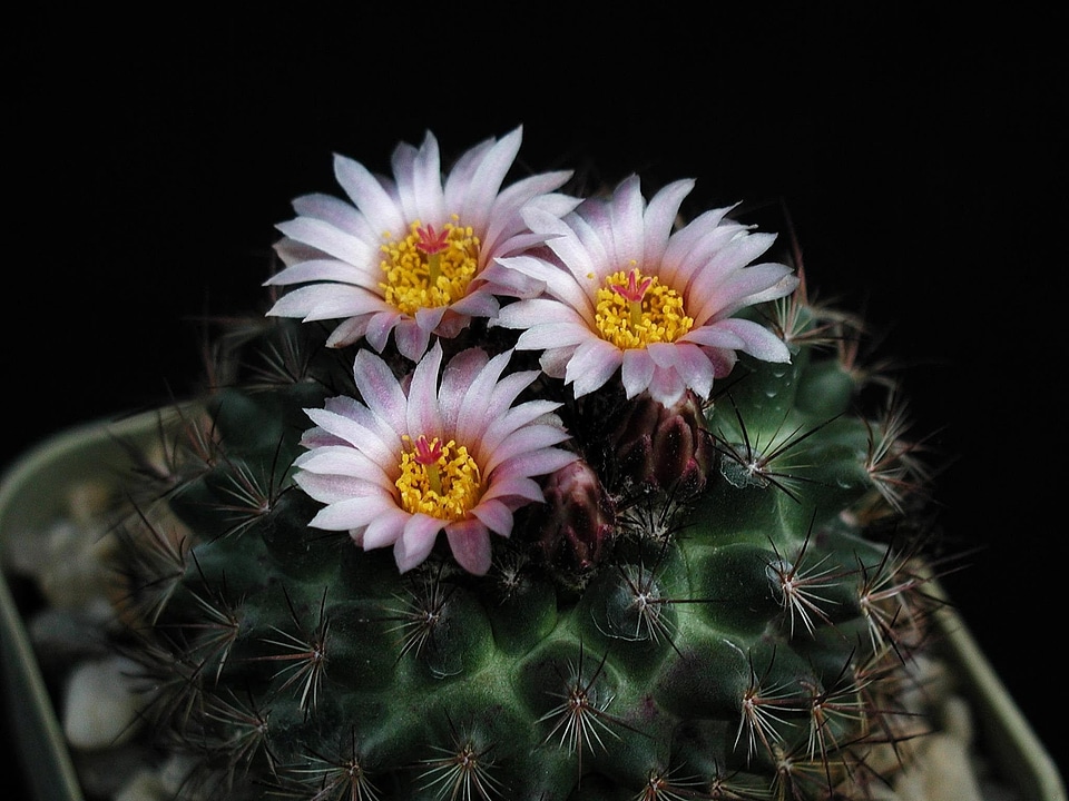 Blossoming cactus spine
