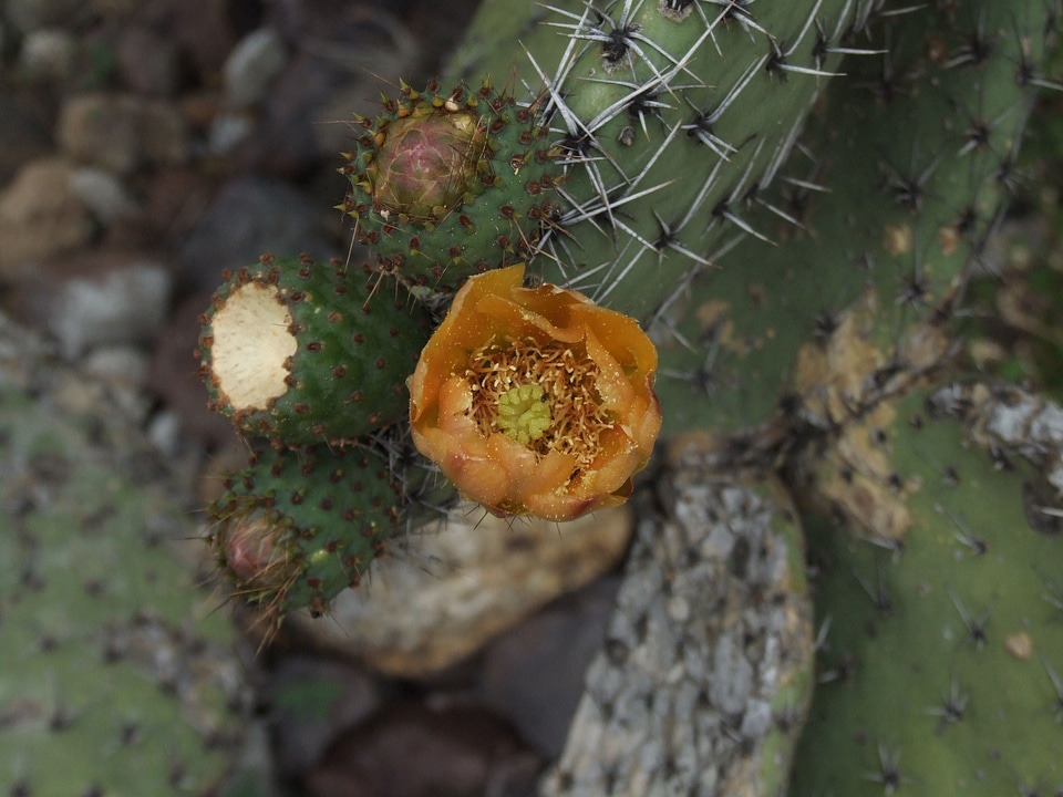 Blossom blossoming cactus