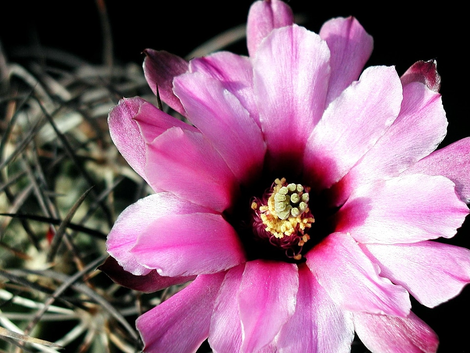 Cactus nectar petals