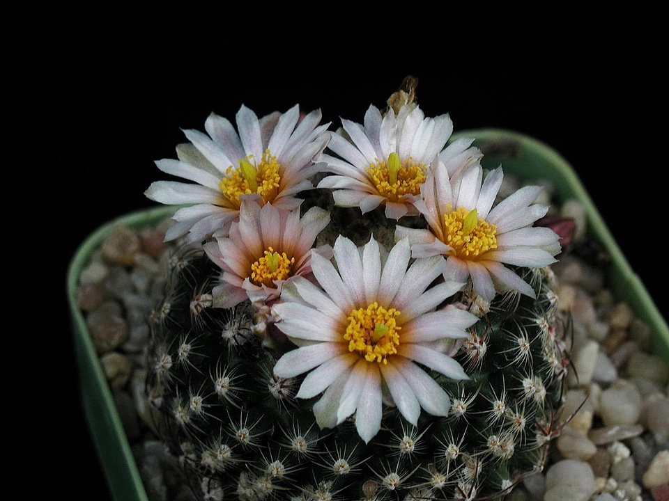 Blossoming cactus petals