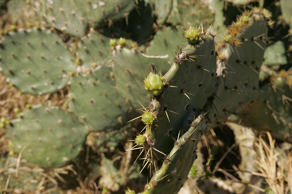 Cactus found refuge