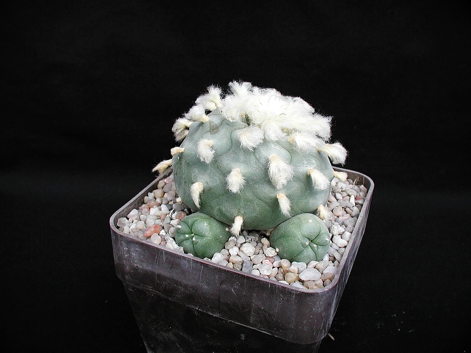 Blossoming cactus flowers