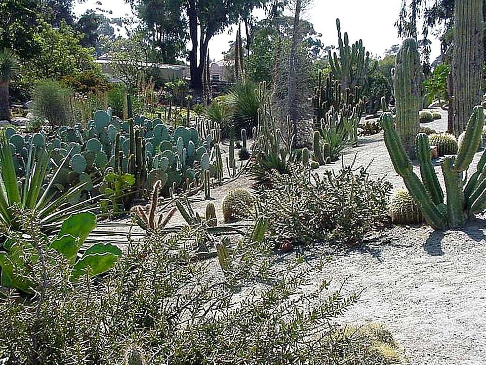 Balboa cactus garden
