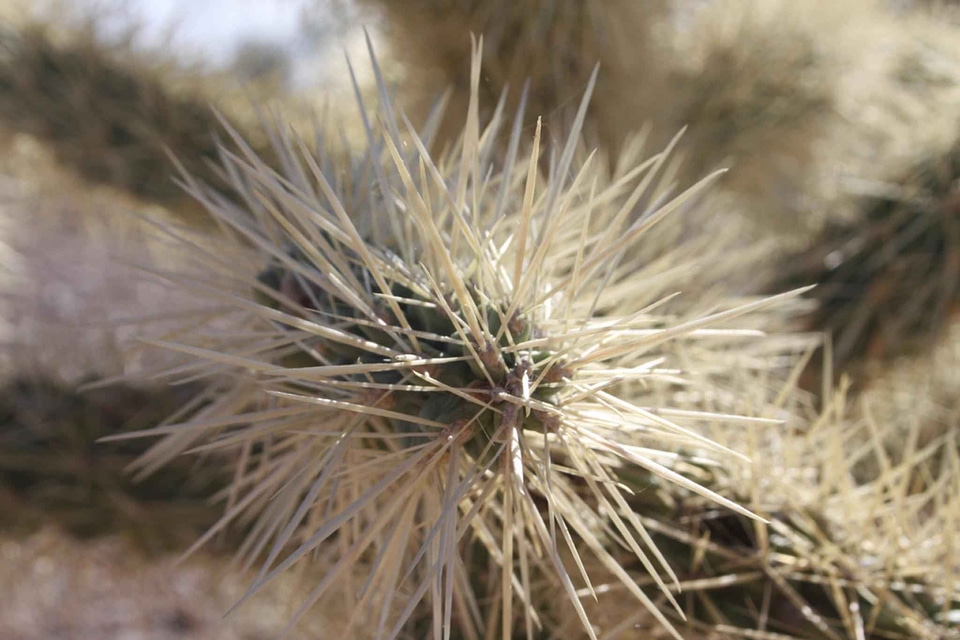 Cactus spine 