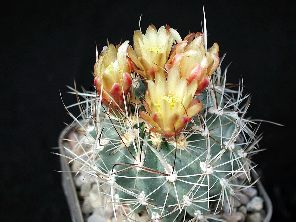 Blossoming cactus desert plant