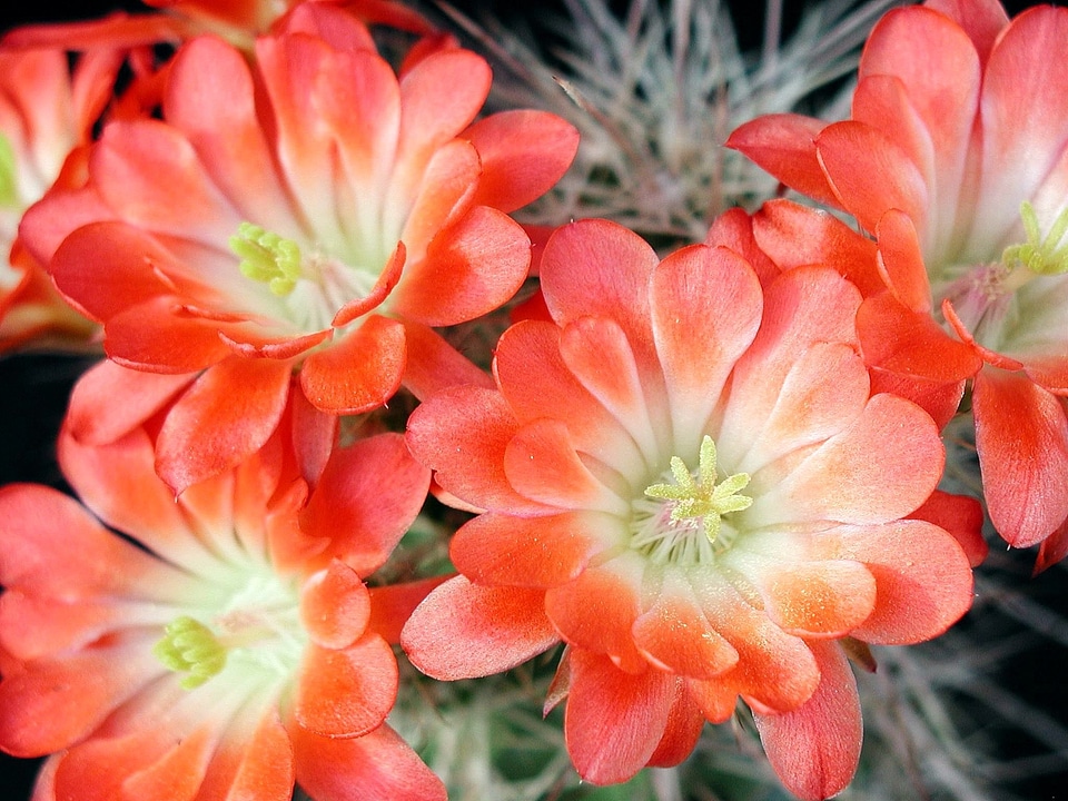 Blossom blossoming plant
