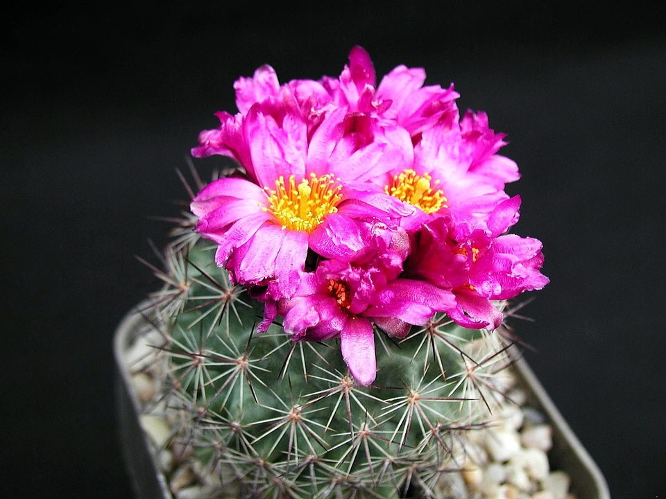 Blossom cactus flowers