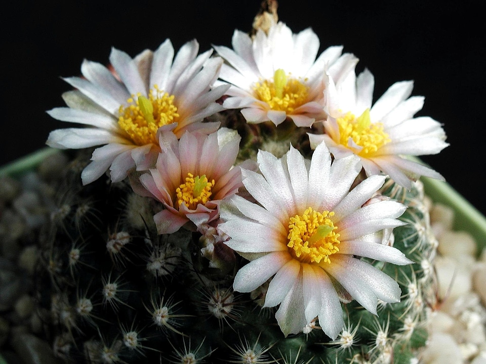 Blossom blossoming cactus