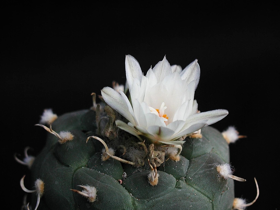 Blossom cactus white