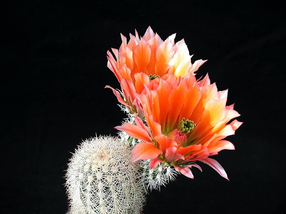 Blossom cactus desert plant