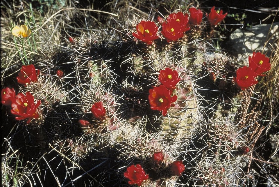 Cactus flowering natural habitat
