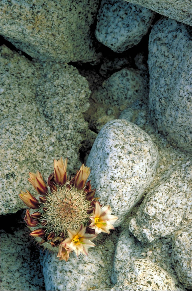 Blossoming cactus rocks