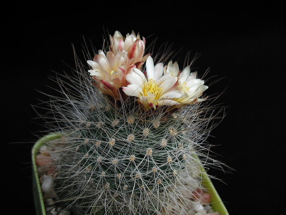 Blossoming close-up macro